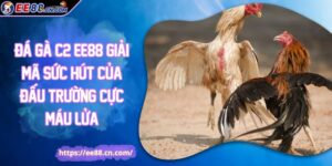 Đá Gà C2 EE88 Giải Mã Sức Hút Của Đấu Trường Cực Máu Lửa