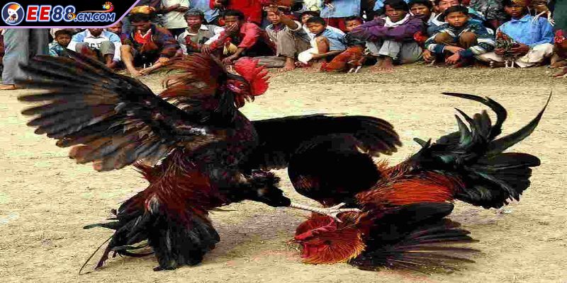 Giải mã thuật ngữ đá gà C2 hơn cả một trận đấu đỉnh cao